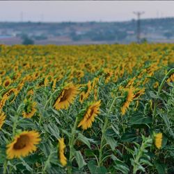 Yellow flowers growing in field