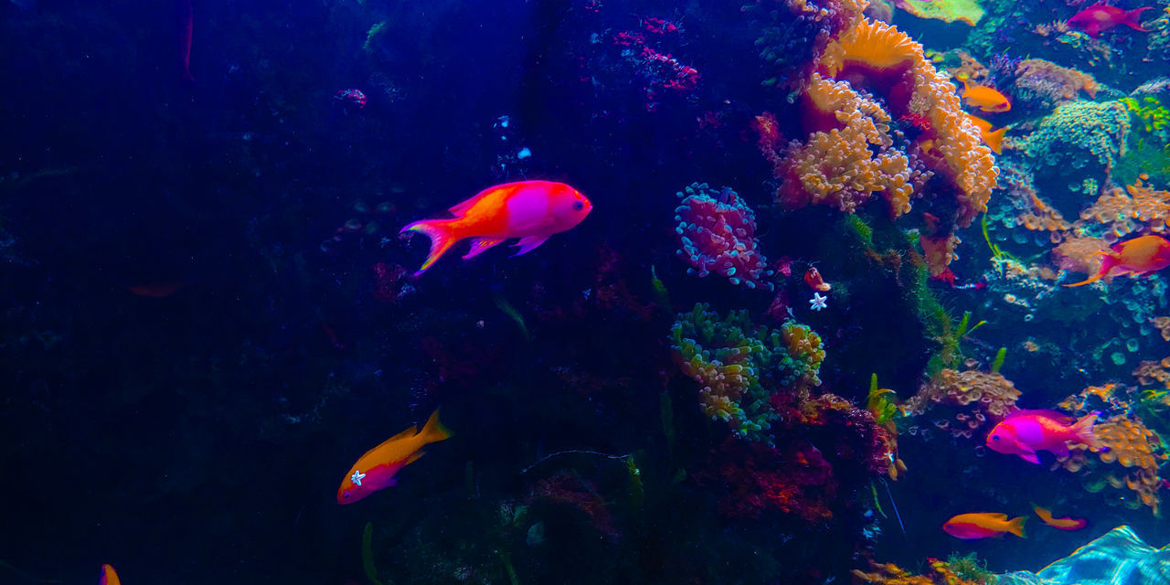 FISH SWIMMING UNDERWATER