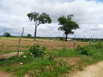 Scenic view of agricultural field against sky