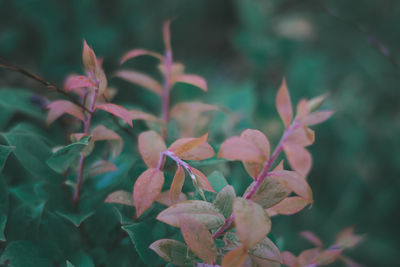 Close-up of autumnal leaves against blurred background