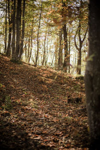 Trees growing in forest during autumn