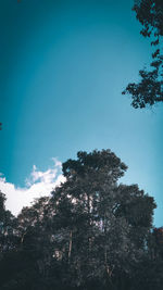 Low angle view of silhouette trees against sky