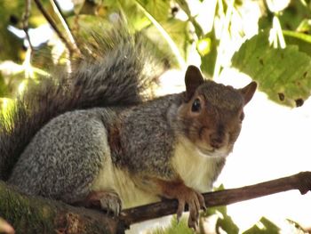 Close-up of squirrel on tree stump