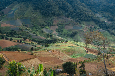 High angle view of agricultural field