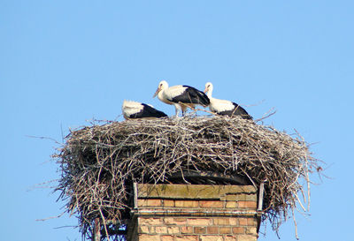 Low angle view of birds on nest against clear blue sky