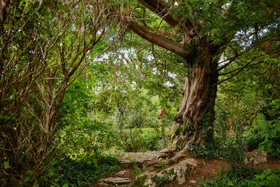 Trees in forest