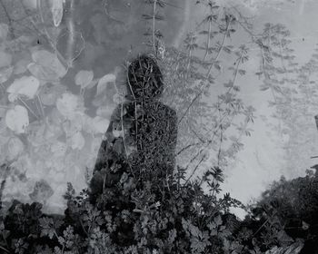 High angle view of woman standing by plants