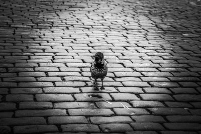 Bird perching on cobblestone