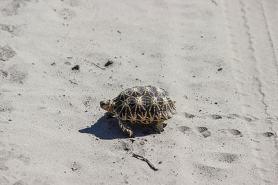 Turtle walking on sand