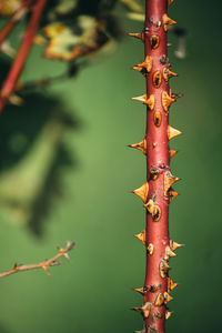 Close-up of red berries on tree