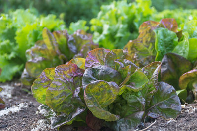 Green and purple curly lettuce leaves in the organic garden