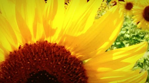 Close-up of yellow flower