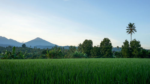 Scenic view of agricultural field against sky