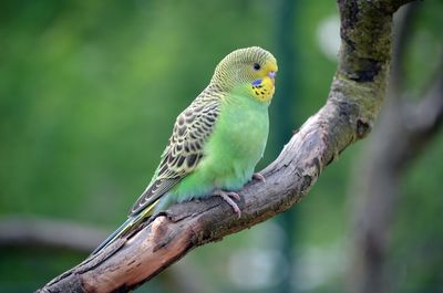 Close-up of parrot perching on tree