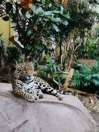 Cat relaxing in a zoo