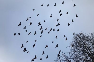 Low angle view of birds flying in the sky