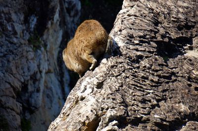 Monkey on rock