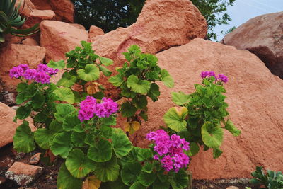 Close-up of pink flowers