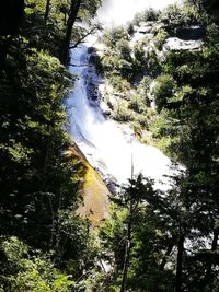 Scenic view of waterfall amidst trees in forest