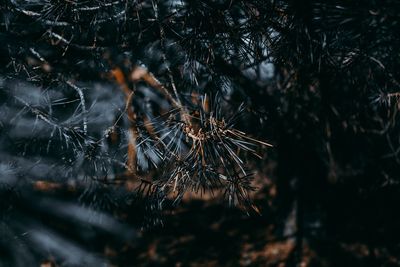 Close-up of pine tree in forest