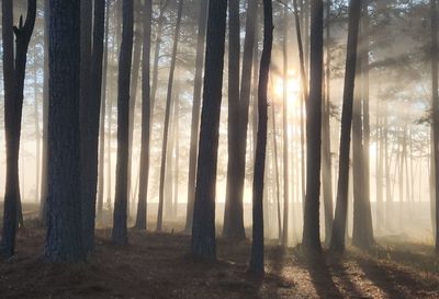 Trees in forest