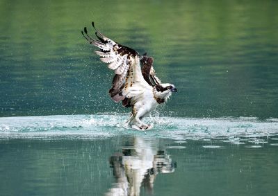 View of dog in lake