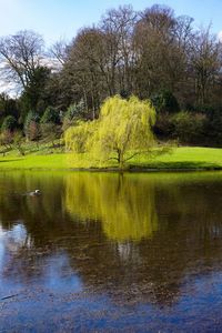 Reflection of trees in lake