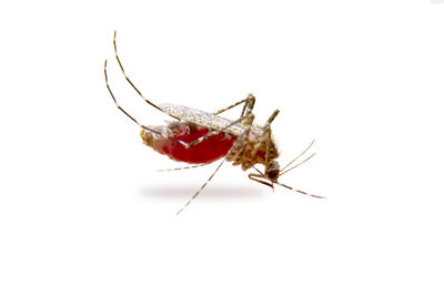 Close-up of insect on white background