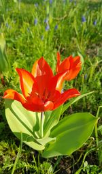 Close-up of orange day lily blooming on field