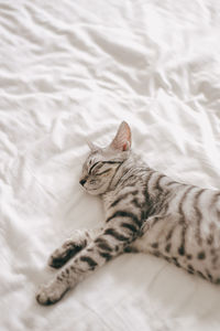 High angle view of cat resting on bed