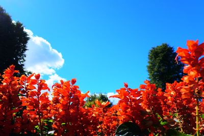 Red flowers on tree against sky