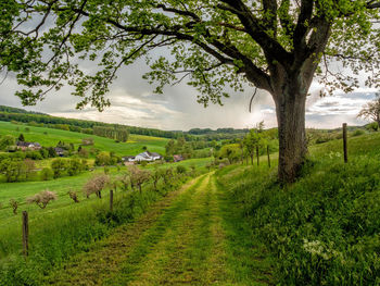 Trees on field against sky