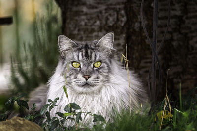 Close-up portrait of maine coon cat relaxing on field
