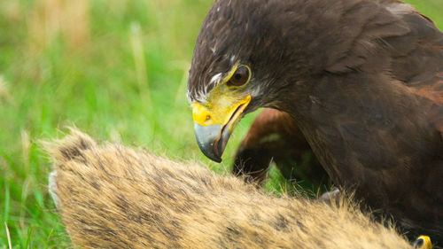 Close-up of a bird