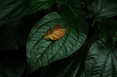 Close-up of leaf on leaves