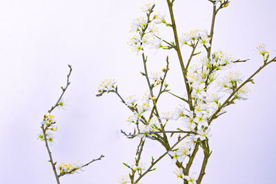 Low angle view of flowering plant against clear sky