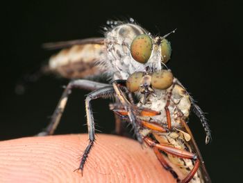 Robberfly with prey on my finger