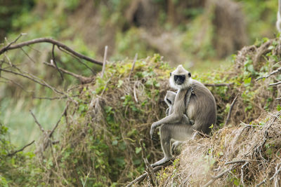 Monkey sitting on tree in forest