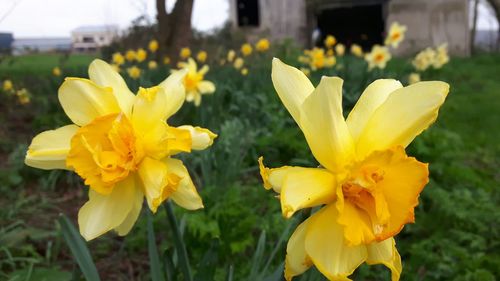 Close-up of yellow daffodil flowers in field