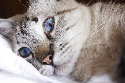 Close-up of cat lying on bed