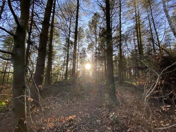 Sunlight streaming through trees in forest