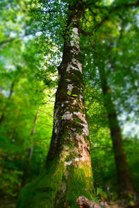 Low angle view of tree trunks in forest