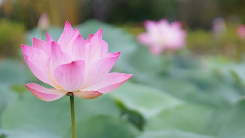 Close-up of pink lotus water lily in pond