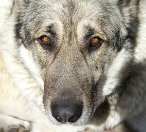 Close-up portrait of a dog