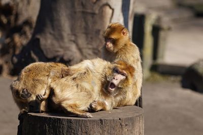 Close-up of monkeys sitting on tree stump