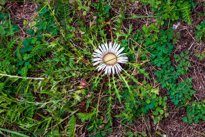 High angle view of white flowering plants on land