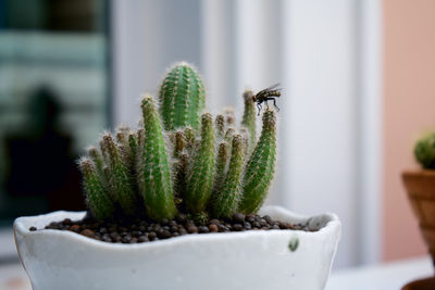 Close-up of succulent plant on table at home