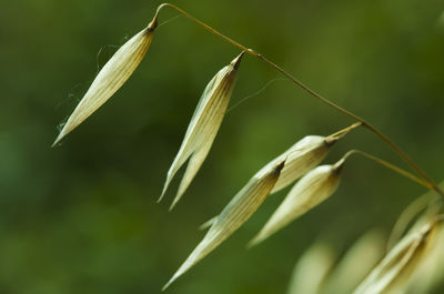 Close-up of flower growing on plant