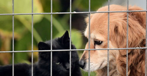 House pets behind the fence, a friendly dog and a black female cat with green eyes