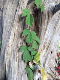 Close-up of fresh green plant